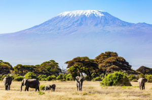 7 Day Kilimanjaro Trekking Tour