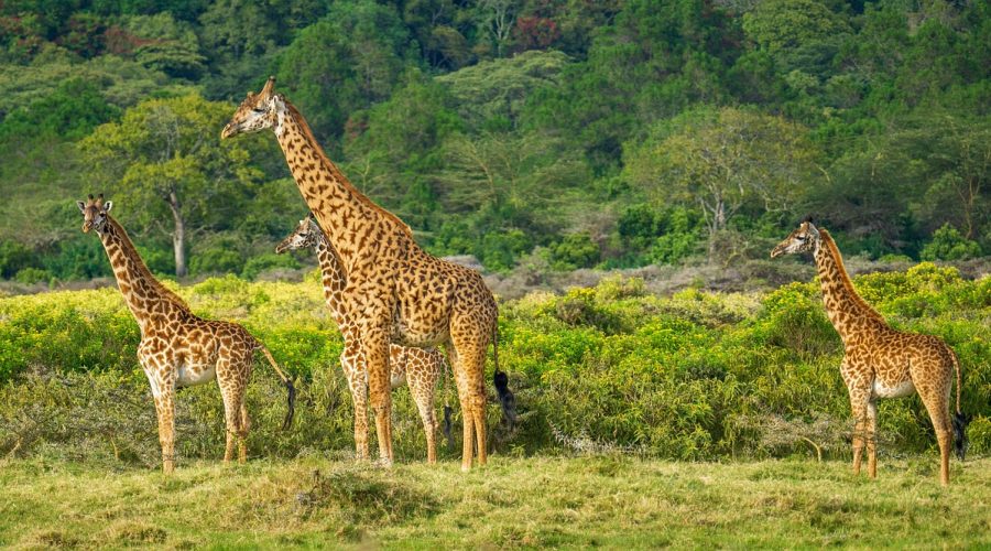 giraffe-7415941_1280